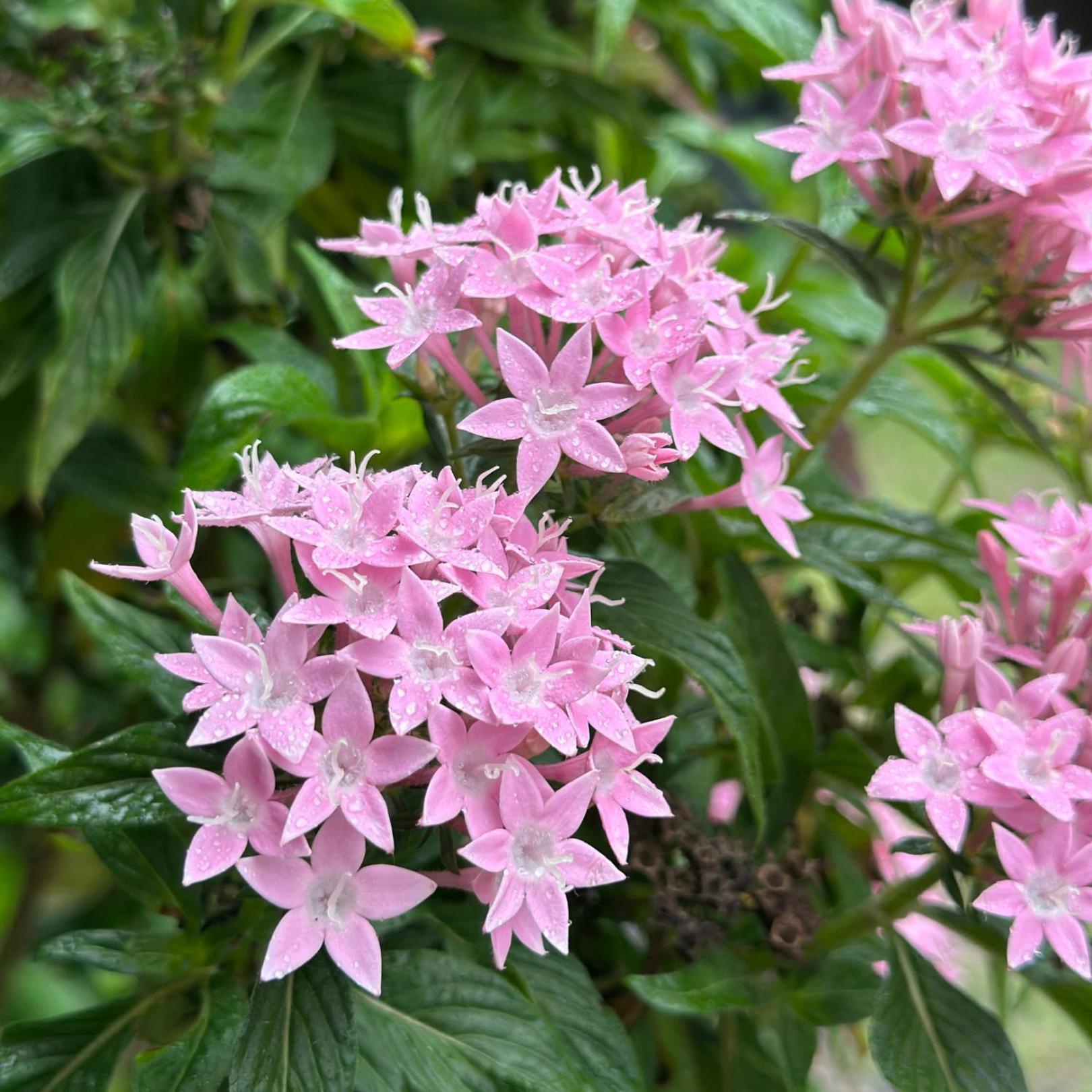 פראייה דו רוזה Pousada Lagoa Do Rosa מראה חיצוני תמונה